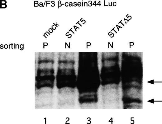 Fig. 6. C-terminal truncation mutant of STAT5 (▵STAT5) inhibited STAT5 activation in Ba/F3 cells. (A) Ba/F3 cells were infected with retrovirus encoding STAT5, ▵STAT5, or the virus vector, and GFP-positive cells were sorted by FACS. P shows the GFP-positive cell populations, whereas N shows the GFP-negative cell populations used for the analysis. (B) GFP-positive and -negative cells were examined for the expression of STAT5b and ▵STAT5 by Western blotting. Sorted cells were lysed and subjected to sodium dodecyl sulfate-polyacrylamide gel electrophoresis and blotted with anti-STAT5 monoclonal antibody (Transduction Laboratory, Lexington, KY). (C) Effect of ▵STAT5 on the transactivation of β-casein Luciferase reporter. GFP-positive and -negative cells were cultured in the presence of 1 ng/mL IL-3 for 24 hours and subjected to the luciferase assays. The relative Luciferase activity was calculated as the ratio of the Luciferase activity of GFP-positive cells infected with the retrovirus vector stimulated with IL-3. The means ± SEM for three experiments are shown.