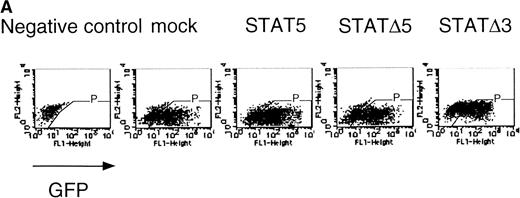 Fig. 7. ▵STAT5 inhibited the erythroid colony formation from CFU-E in fetal liver cells. (A) Fetal liver cells were infected with retrovirus encoding STAT5, ▵STAT5, or ▵STAT3, or the vector alone, and GFP-positive cells were collected by FACS. P shows the GFP-positive cell populations used for the CFU-E assays. (B) The GFP-positive cells were subjected to in vitro colony assays. The relative CFU-E colony numbers were calculated as in Fig 2C.