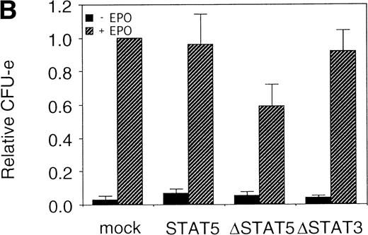 Fig. 7. ▵STAT5 inhibited the erythroid colony formation from CFU-E in fetal liver cells. (A) Fetal liver cells were infected with retrovirus encoding STAT5, ▵STAT5, or ▵STAT3, or the vector alone, and GFP-positive cells were collected by FACS. P shows the GFP-positive cell populations used for the CFU-E assays. (B) The GFP-positive cells were subjected to in vitro colony assays. The relative CFU-E colony numbers were calculated as in Fig 2C.