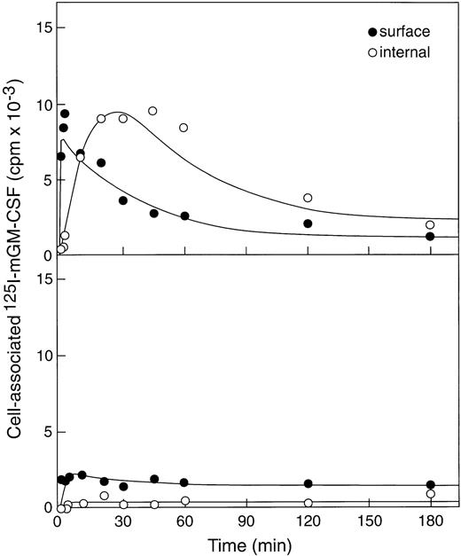 Fig. 2. Binding and internalization of 125I-labeled rmGM-CSF to βc+/+ bone marrow cells (upper panel) and the much lower binding and insignificant internalization by βc−/− marrow cells (lower panel).