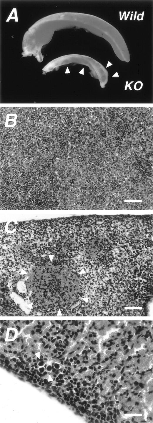 Fig. 1. Macroscopic and microscopic features of the spleen ofmFtz-F1 gene–disrupted mice. (A) Comparison of macroscopic features of wild-type spleens (Wild) and mFtz-F1gene–disrupted (KO) newborn mice. Arrowheads show red spots characteristic of the KO spleen. Photomicrographs of splenic tissues of the wild-type (B) and KO (C and D) mice stained with hematoxylin and eosin. Note the erythrocyte-rich region (encircled by arrowheads in C), probably corresponding to the red regions in (A). (D) Photomicrograph showing megakaryocytes in the spleen of KO mouse (arrowheads). Scale bars: 100 μm in B and C; 25 μm in D.