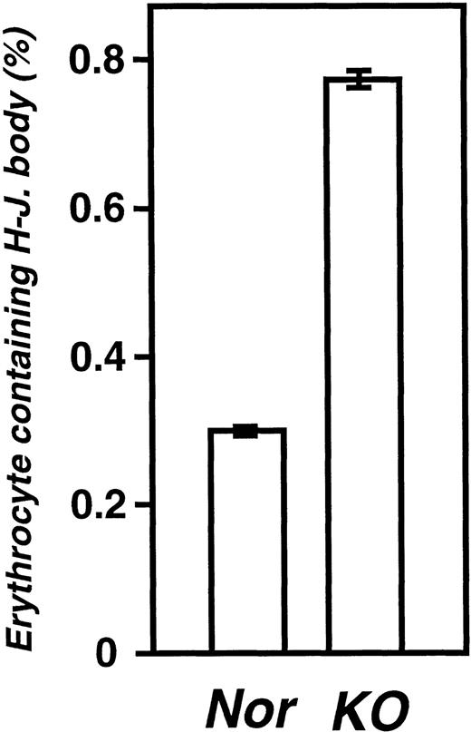 Fig. 5. Percentage of erythrocytes containing Howell-Jolly bodies. Blood samples were prepared from wild (Nor) and KO newborn mice at postnatal day 0. Erythrocytes containing Howell-Jolly bodies were counted as described in Materials and Methods. Data represent the mean ± SEM of 10 wild-type and 6 KO mice.