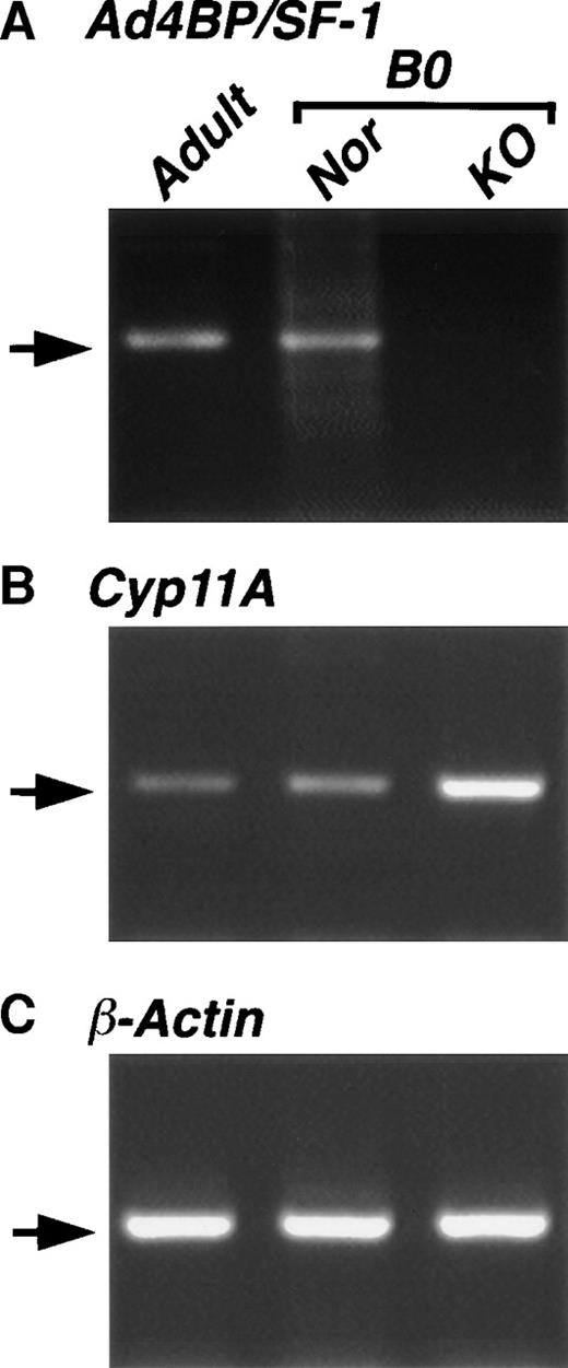 Fig. 6. Expression of Cyp11A in the spleen. Total RNAs were prepared from the spleens of wild-type adult (Adult), and wild-type (Nor) and mFtz-F1 gene–disrupted (KO) new born (B0) mice. cDNAs reverse-transcribed from the RNAs were used for PCR with specific primers for Ad4BP/SF-1 (A), Cyp11A (B), and β-actin (C) as described in Materials and Methods. Arrows indicate the expected length of PCR products.