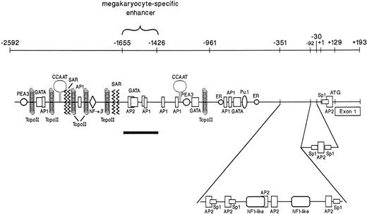 Fig. 1. A schematic diagram of the distal 5′ flank of the 2 integrin gene. Identification of numerous potential binding sites for ubiquitous as well as megakaryocyte-specific transcription factors are shown. Three distinct regions are responsible for 2 integrin gene expression in cells with megakaryocytic origin. These include a core promoter between bp −30 and −92, a silencer/repressor between bp −92 and −351, and megakaryocyte-specific enhancers in the distal 5′ flank between bp −1426 and −1655. The megakaryocyte-specific enhancer is underlined and bracketed. Data from Zutter et al.14
