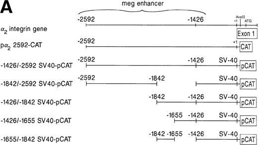 Fig. 2. A schematic diagram of the 2 promoter-CAT construct and the megakaryocytic enhancer in the irrelevant promoter construct SV40pCAT. (A) The construct p22592-CAT contains the entire 5′ flanking region from bp −2592 to +109 of the 5′ untranslated region of the 2 integrin gene upstream to the CAT structural gene. The construct −1426/−2592 SV40pCAT consists of the megakaryocyte enhancer region extending from bp −1426 to −2592 in the irrelevant promoter construct SV40pCAT. Constructs −1842/−2592 SV40pCAT, −1426/−1842 SV40pCAT, −1426/−1655 SV40pCAT, and −1426/−1542 SV40pCAT were derived from the construct −1426/−2592 SV40pCAT. (B) The 1,166-bp region of the distal 5′ flank serves as a megakaryocytic enhancer. The constructs p22592-CAT, −1426/−2592 SV40pCAT, −1842/−2592 SV40pCAT, −1426/−1842 SV40pCAT, −1426/−1655 SV40pCAT, and −1655/−1842 SV40pCAT were transfected in parallel with the SV40pCAT plasmid that contains the strong viral promoter SV40 without an enhancer into either uninduced (⊠) or induced (▪) K562 cells. Cotransfection with RSV-luciferase was used to control for transfection efficiency. After 48 hours of incubation, cell extracts were assayed. After normalization for transfection efficiency, CAT activity of the constructs was determined using thin-layer chromatography and differential extraction. The mean and standard deviation of CAT activity of the mutated constructs in uninduced or induced K562 cells from three separate experiments was determined relative to the activity of SV40pCAT in uninduced K562 cells, which was assigned a value of 1.0.