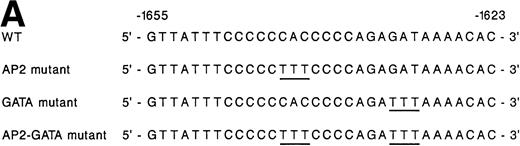 Fig. 3. Site-directed mutagenesis of the AP2 and GATA consensus sites. (A) A diagram demonstrates the sequence of a 32-bp region within the megakaryocytic enhancer extending between bp −1623 and −1655 containing the intact AP2 and GATA binding sites and the sequence of 3 mutant constructs prepared by PCR to produce mutations of either the AP2 site, the GATA site, or both AP2 and GATA recognition sites. (B) Mutations in either the AP2 site, the GATA site, or both AP2 and GATA sites were incorporated into the construct −1426/−1655 SV40pCAT. The enhancer activity of the mutant constructs containing either a single mutation of the AP2 site, GATA site, or the AP2 and GATA sites was compared with the activity of the intact −1426/−1655 SV40pCAT in uninduced and induced K562 cells. Cotransfection with RSV-luciferase was used to control for transfection efficiency. After 48 hours of incubation, cell extracts were assayed. After normalization for transfection efficiency, CAT activity of the constructs was determined by thin-layer chromatography and differential extraction. The mean and standard deviation of CAT activity of the mutant constructs from at least three separate electroporations was determined relative to −1426/−1655 SV40pCAT in uninduced K562 cells, which was assigned the value of 1.0.