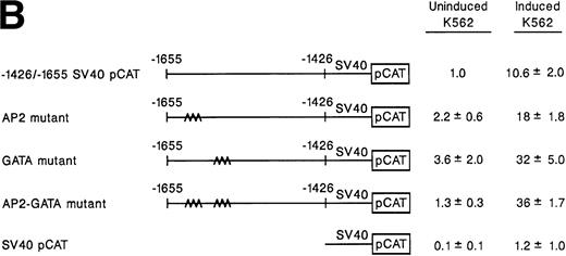 Fig. 3. Site-directed mutagenesis of the AP2 and GATA consensus sites. (A) A diagram demonstrates the sequence of a 32-bp region within the megakaryocytic enhancer extending between bp −1623 and −1655 containing the intact AP2 and GATA binding sites and the sequence of 3 mutant constructs prepared by PCR to produce mutations of either the AP2 site, the GATA site, or both AP2 and GATA recognition sites. (B) Mutations in either the AP2 site, the GATA site, or both AP2 and GATA sites were incorporated into the construct −1426/−1655 SV40pCAT. The enhancer activity of the mutant constructs containing either a single mutation of the AP2 site, GATA site, or the AP2 and GATA sites was compared with the activity of the intact −1426/−1655 SV40pCAT in uninduced and induced K562 cells. Cotransfection with RSV-luciferase was used to control for transfection efficiency. After 48 hours of incubation, cell extracts were assayed. After normalization for transfection efficiency, CAT activity of the constructs was determined by thin-layer chromatography and differential extraction. The mean and standard deviation of CAT activity of the mutant constructs from at least three separate electroporations was determined relative to −1426/−1655 SV40pCAT in uninduced K562 cells, which was assigned the value of 1.0.