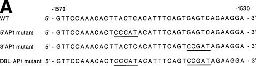 Fig. 4. Site-directed mutagenesis of tandem AP1 consensus binding sites. (A) The diagram demonstrates the sequence of the 40-bp region of the 2 enhancer extending from bp −1530 bp to −1570 containing the two intact but inversely oriented AP1 binding sites. The sequence of the three mutant constructs prepared by PCR containing mutations of the 5′ AP1 site, the 3′ AP1 site, or both AP1 binding sites is demonstrated. (B) To determine the role of one or both AP1 sites in enhancer activity, mutations of either the 5′ AP1 site, the 3′ AP1 site, or both sites were introduced into the shorter construct −1503/−1578 SV40pCAT. This shorter construct includes both AP1 binding sites but eliminates 77 bp of the 5′ region including the GATA and AP2 site and 77 bp of 3′ sequence. The enhancer activity of the original −1426/−1655 SV40pCAT construct was compared with the shorter intact construct −1503/−1578 SV40pCAT and the three mutant constructs, 5′ AP1m −1503/−1578 SV40pCAT, 3′ AP1m −1503/−1578 SV40pCAT, and Dbl AP1m −1503/−1578 SV40pCAT in uninduced and induced K562 cells after transient transfection. Cotransfection with RSV-luciferase was used to control for transfection efficiency. After 48 hours of incubation, cell extracts were assayed after normalization for transfection efficiency. CAT activity of the constructs was determined by thin-layer chromatography and differential extraction. The mean and standard deviation of CAT activity of the mutant constructs from at least three separate electroporations was determined relative to the −1426/−1655 SV40pCAT construct in uninduced K562 cells, which was assigned a value of 1.0.