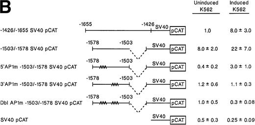 Fig. 4. Site-directed mutagenesis of tandem AP1 consensus binding sites. (A) The diagram demonstrates the sequence of the 40-bp region of the 2 enhancer extending from bp −1530 bp to −1570 containing the two intact but inversely oriented AP1 binding sites. The sequence of the three mutant constructs prepared by PCR containing mutations of the 5′ AP1 site, the 3′ AP1 site, or both AP1 binding sites is demonstrated. (B) To determine the role of one or both AP1 sites in enhancer activity, mutations of either the 5′ AP1 site, the 3′ AP1 site, or both sites were introduced into the shorter construct −1503/−1578 SV40pCAT. This shorter construct includes both AP1 binding sites but eliminates 77 bp of the 5′ region including the GATA and AP2 site and 77 bp of 3′ sequence. The enhancer activity of the original −1426/−1655 SV40pCAT construct was compared with the shorter intact construct −1503/−1578 SV40pCAT and the three mutant constructs, 5′ AP1m −1503/−1578 SV40pCAT, 3′ AP1m −1503/−1578 SV40pCAT, and Dbl AP1m −1503/−1578 SV40pCAT in uninduced and induced K562 cells after transient transfection. Cotransfection with RSV-luciferase was used to control for transfection efficiency. After 48 hours of incubation, cell extracts were assayed after normalization for transfection efficiency. CAT activity of the constructs was determined by thin-layer chromatography and differential extraction. The mean and standard deviation of CAT activity of the mutant constructs from at least three separate electroporations was determined relative to the −1426/−1655 SV40pCAT construct in uninduced K562 cells, which was assigned a value of 1.0.