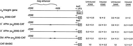 Fig. 5. Site-directed mutagenesis of the tandem AP1 binding sites markedly reduced the promoter/enhancer activity of the intact p22592-CAT construct. Mutation of the 5′ AP1 site, the 3′ AP1 site, or both AP1 sites was introduced into the original p22592-CAT construct by site-directed mutagenesis. The promoter/enhancer activity of the original p22592-CAT construct was compared with the activity of the construct with mutations in the 5′AP1 site, the 3′ AP1 site, or both AP1 sites after transient transfection into uninduced and induced K562 cells and uninduced and induced DAMI cells. Cotransfection with RSV-luciferase was used to control for transfection efficiency. After 48 hours of incubation, cell extracts were assayed. After normalization for transfection efficiency, CAT activity of the constructs was determined by thin-layer chromatography and differential extraction. The mean and standard deviation of CAT activity of the mutant constructs in either K562 cells or DAMI cells from at least three separate electroporations was determined relative to the pCAT-Basic construct in uninduced K562 or uninduced DAMI cells, respectively, which was assigned a value of 1.0.