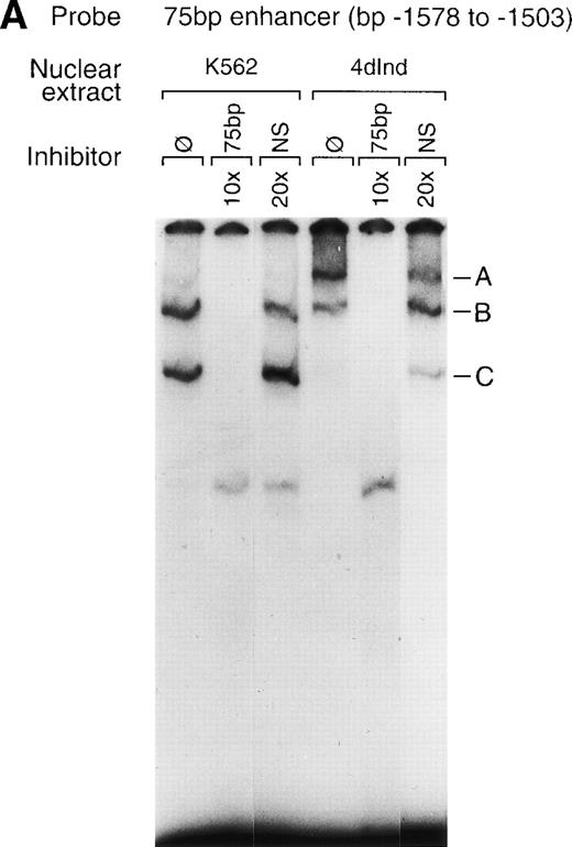 Fig. 6. Gel mobility shift analysis of the megakaryocyte enhancer. (A and B) Gel mobility shift analysis was performed with32P end-labeled double-stranded DNA fragment containing the 75-bp enhancer region (bp −1503/−1578) with two tandem AP1 binding sites and 1 μg of nuclear protein from either uninduced K562 cells (K562) or K562 cells induced for 4 days (4d Ind) with phorbol. Three major DNA protein complexes are indicated as A, B, and C. DNA-protein complexes were formed in the absence of competitive inhibitor (ø) (A and B), in the presence of a non-specific (NS) inhibitor consisting of 119-bp double-stranded DNA fragment from the coding region of the 2 cDNA (A), or in the presence of 75-bp DNA fragment containing mutations to both AP1 binding sites (Dbl AP1m) (B). The presence of an unlabeled specific inhibitor (75 bp) inhibited DNA-protein complex formation (A and B). Gel mobility shift analysis was performed as described in Materials and Methods.
