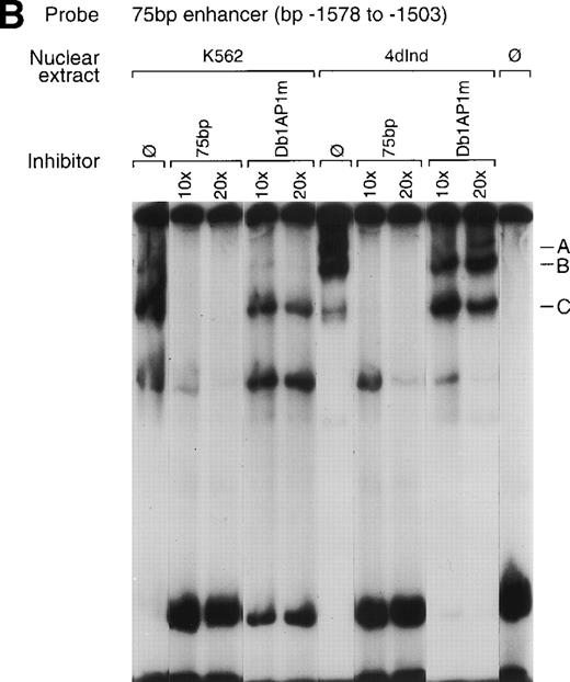 Fig. 6. Gel mobility shift analysis of the megakaryocyte enhancer. (A and B) Gel mobility shift analysis was performed with32P end-labeled double-stranded DNA fragment containing the 75-bp enhancer region (bp −1503/−1578) with two tandem AP1 binding sites and 1 μg of nuclear protein from either uninduced K562 cells (K562) or K562 cells induced for 4 days (4d Ind) with phorbol. Three major DNA protein complexes are indicated as A, B, and C. DNA-protein complexes were formed in the absence of competitive inhibitor (ø) (A and B), in the presence of a non-specific (NS) inhibitor consisting of 119-bp double-stranded DNA fragment from the coding region of the 2 cDNA (A), or in the presence of 75-bp DNA fragment containing mutations to both AP1 binding sites (Dbl AP1m) (B). The presence of an unlabeled specific inhibitor (75 bp) inhibited DNA-protein complex formation (A and B). Gel mobility shift analysis was performed as described in Materials and Methods.
