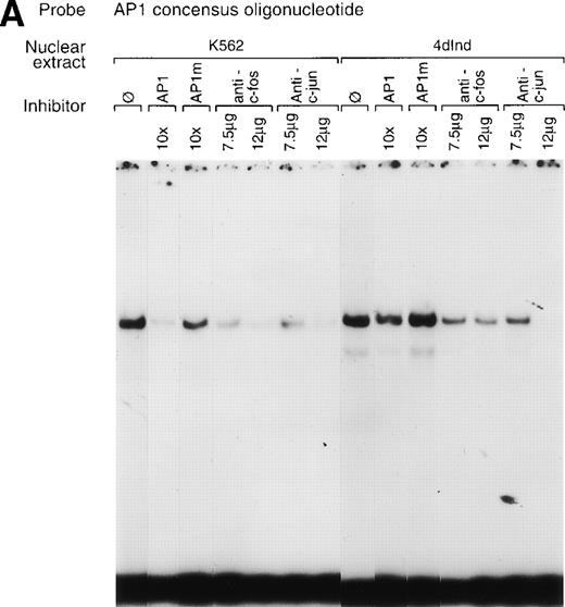 Fig. 7. A consensus AP1 site forms DNA-protein complexes. (A, B, and C) Gel mobility shift experiments were performed with32P end-labeled double-stranded oligonucleotide containing a single AP1 consensus binding site and 1 μg of nuclear extract from uninduced K562 cells (K562) or phorbol ester-induced K562 cells (4d Ind) (A, B, and C). A DNA-protein complex formed in the absence of competitive inhibitor (ø) (A, B, and C), in the presence of an identical oligonucleotide with a 2-bp mutation in the consensus binding site (AP1m) (A), in the presence of the unlabeled specific 75-bp enhancer region (bp −1503/−1578) with two tandem AP1 binding sites (C), or in the presence of an irrelevant double-stranded oligonucleotide containing the consensus binding site for transcription factors of the early growth response family (Egr) (B). The unlabeled AP1 oligonucleotide inhibited DNA-protein complex formation (A, B, and C). Monoclonal or polyclonal antibodies against either c-fos or c-jun (at the indicated concentration) were preincubated with nuclear extracts for 18 hours at 4°C before the addition of 32P end-labeled probe, as described in Materials and Methods. Antisera against both c-fos and anti–c-jun inhibited DNA-protein complex formation in a concentration-dependent manner. The molar excess of unlabeled competitor or the concentration of antibody is indicated. Gel mobility shift analyses were performed as described in Materials and Methods.