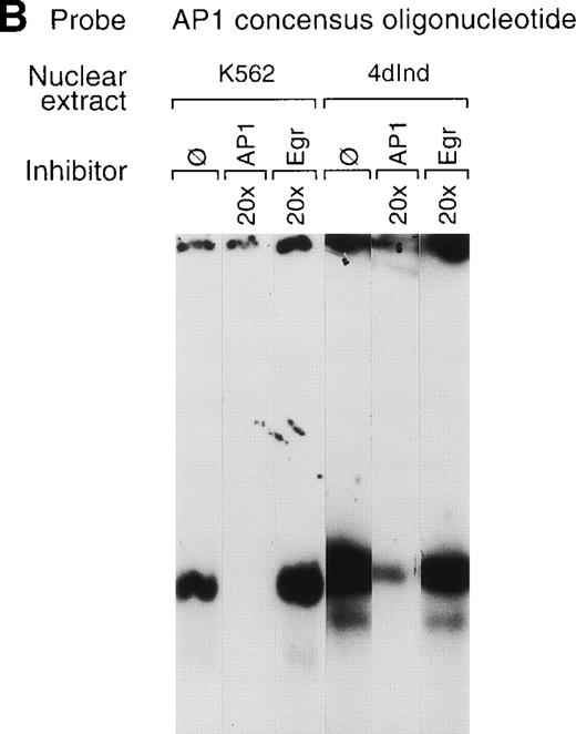 Fig. 7. A consensus AP1 site forms DNA-protein complexes. (A, B, and C) Gel mobility shift experiments were performed with32P end-labeled double-stranded oligonucleotide containing a single AP1 consensus binding site and 1 μg of nuclear extract from uninduced K562 cells (K562) or phorbol ester-induced K562 cells (4d Ind) (A, B, and C). A DNA-protein complex formed in the absence of competitive inhibitor (ø) (A, B, and C), in the presence of an identical oligonucleotide with a 2-bp mutation in the consensus binding site (AP1m) (A), in the presence of the unlabeled specific 75-bp enhancer region (bp −1503/−1578) with two tandem AP1 binding sites (C), or in the presence of an irrelevant double-stranded oligonucleotide containing the consensus binding site for transcription factors of the early growth response family (Egr) (B). The unlabeled AP1 oligonucleotide inhibited DNA-protein complex formation (A, B, and C). Monoclonal or polyclonal antibodies against either c-fos or c-jun (at the indicated concentration) were preincubated with nuclear extracts for 18 hours at 4°C before the addition of 32P end-labeled probe, as described in Materials and Methods. Antisera against both c-fos and anti–c-jun inhibited DNA-protein complex formation in a concentration-dependent manner. The molar excess of unlabeled competitor or the concentration of antibody is indicated. Gel mobility shift analyses were performed as described in Materials and Methods.