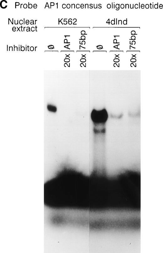 Fig. 7. A consensus AP1 site forms DNA-protein complexes. (A, B, and C) Gel mobility shift experiments were performed with32P end-labeled double-stranded oligonucleotide containing a single AP1 consensus binding site and 1 μg of nuclear extract from uninduced K562 cells (K562) or phorbol ester-induced K562 cells (4d Ind) (A, B, and C). A DNA-protein complex formed in the absence of competitive inhibitor (ø) (A, B, and C), in the presence of an identical oligonucleotide with a 2-bp mutation in the consensus binding site (AP1m) (A), in the presence of the unlabeled specific 75-bp enhancer region (bp −1503/−1578) with two tandem AP1 binding sites (C), or in the presence of an irrelevant double-stranded oligonucleotide containing the consensus binding site for transcription factors of the early growth response family (Egr) (B). The unlabeled AP1 oligonucleotide inhibited DNA-protein complex formation (A, B, and C). Monoclonal or polyclonal antibodies against either c-fos or c-jun (at the indicated concentration) were preincubated with nuclear extracts for 18 hours at 4°C before the addition of 32P end-labeled probe, as described in Materials and Methods. Antisera against both c-fos and anti–c-jun inhibited DNA-protein complex formation in a concentration-dependent manner. The molar excess of unlabeled competitor or the concentration of antibody is indicated. Gel mobility shift analyses were performed as described in Materials and Methods.