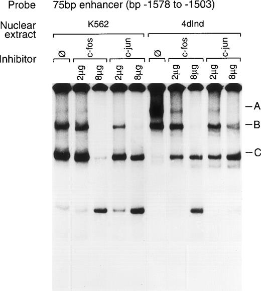 Fig. 8. Anti–c-fos and anti–c-jun antibodies inhibit DNA-protein complex formation. Gel mobility shift experiments were performed with 32P end-labeled 75-bp enhancer fragment (bp −1578 to bp −1503) and 1 μg of nuclear extract from either uninduced K562 cells (K562) or K562 cells induced for 4 days with phorbol dibutyrate (4d Ind). Monoclonal or polyclonal antibodies against either c-fos or c-jun (at the indicated concentration) were preincubated with nuclear extracts for 18 hours at 4°C before the addition of 32P end-labeled probe, as described in Materials and Methods. Anti–c-fos and anti–c-jun inhibited DNA-protein complex formation.