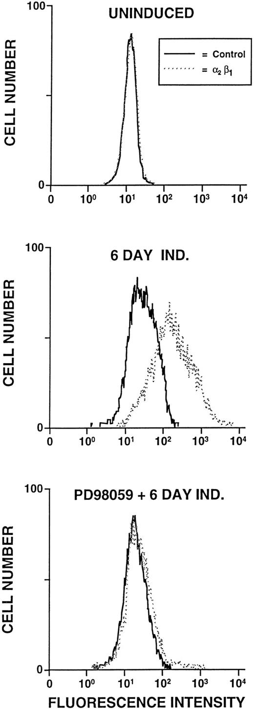 Fig. 9. Inhibition of 2β1 integrin expression by PD98059. Flow cytometric analysis of the 2β1 integrin expression by uninduced K562 cells, K562 cells induced for 6 days with PDB (40 nmol/L) (6d Ind), or K562 cells treated with PD98059 (50 μmol/L) for 15 minutes before the addition of PDB (40 nmol/L) (PD98059 + 6d Ind).