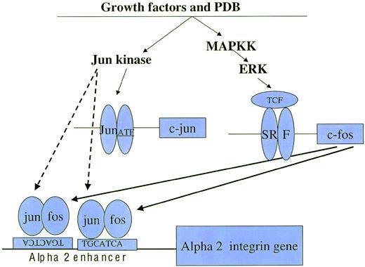 Fig. 11. A proposed pathway for increased expression of the 2 integrin subunit in cells with megakaryocytic features. Both growth factors and PDB indirectly activate the MAPK cascade, including the mitogen-activated protein kinase kinase (MAPKK), extracellular receptor activated kinase (Erk), and Jun kinase via intermediate signaling molecules, including protein kinase C (PKC). Activated Erk and Jun kinase increase c-fos and c-jun synthesis by phosphorylation and activation of transcription factors, including complex factors (TCF), serum response factors (SRF), c-jun, and activating transcription factors (ATF).38 In addition, Erk and Jun kinase phosphorylation augment the activity of both c-fos and c-jun. Newly synthesized (→) and phosphorylated (- - →) c-fos and c-jun family members heterodimerize to bind the tandem and inversely oriented AP1 binding sites of the 2 integrin enhancer and upregulate 2integrin gene expression.