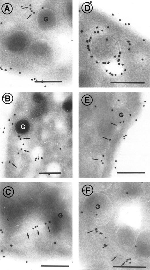Fig. 6. High-power magnifications showing the incorporation of abciximab into control platelets in vitro. Incubation periods with abciximab before fixation were 1 minute (A, B, and C), 5 minutes (D), 30 minutes (E), and 1 hour (F). Thin channels in close association and apparently directed toward -granules are labeled with arrows. Bars = 0.2 μm.