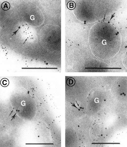 Fig. 7. Double-staining for c7E3 and clathrin on platelet sections after the incubation of platelets with abciximab for 5 minutes in vitro. Clathrin was detected with a mouse MoAb, in turn localized with goat anti-mouse IgG adsorbed to 10 nm gold particles (heavy arrows). Abciximab was detected using rabbit antibody itself detected using anti-rabbit IgG adsorbed onto 5 nm gold particles (thin arrows). In (A) a vesicle in close proximity to a granule contains both abciximab and clathrin, in (B and C) clathrin and abciximab are both associated with the membrane of -granules, and in (D) a small vesicle containing clathrin and abciximab appears to be fusing with an -granule. Bars = 0.2 μm.