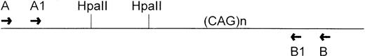 Fig. 3. Diagram of the region amplified in the HUMARA gene. TwoHpaII sites are adjacent to the polymorphic CAG repeats.