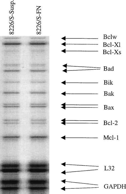 Fig. 3. RNA levels of Bcl-2 family members are unchanged following FN adhesion. Drug sensitive 8226/S cells were adhered to FN-coated plates or grown in suspension for 24 hours after which total RNA was collected and analyzed by RNase protection. Expression levels were normalized to the housekeeping genes GAPDH and L32.