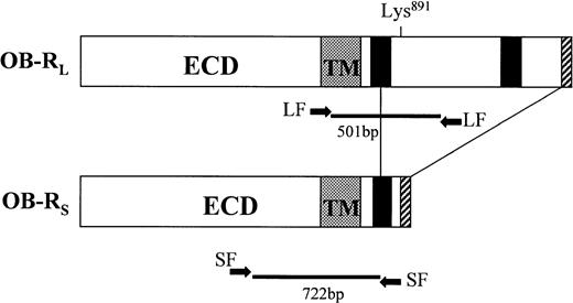 Fig. 1. OB-R map: (OB-Rl), long form of leptin receptor; (OB-Rs), short (6.4 variant) form. The short form of the receptor represents a splice variant of the receptor, which has a unique cytoplasmic domain following the lysine residue at position 891 (stops 5 amino acids after Lys891). The reverse primers for the long and short isoforms of the receptor were designed to anneal to the unique sequences in the cytoplasmic portion of the receptor. → forward primer; ← reverse primer; SF, short form; LF, long form; ECD, extracellular domain; TM, transmembrane domain.