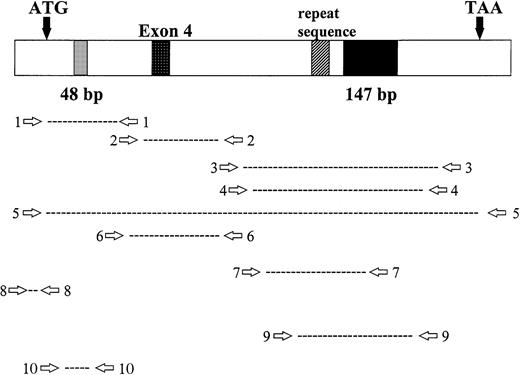 Fig. 2. Location of RHAMM primer sets within RHAMM cDNA. Locations of the primers used to amplify RHAMM are identified with reference to the start (ATG) and stop (TAA) codons; the 48-bp and 147-bp deletion; exon 4; and the repeat sequence.