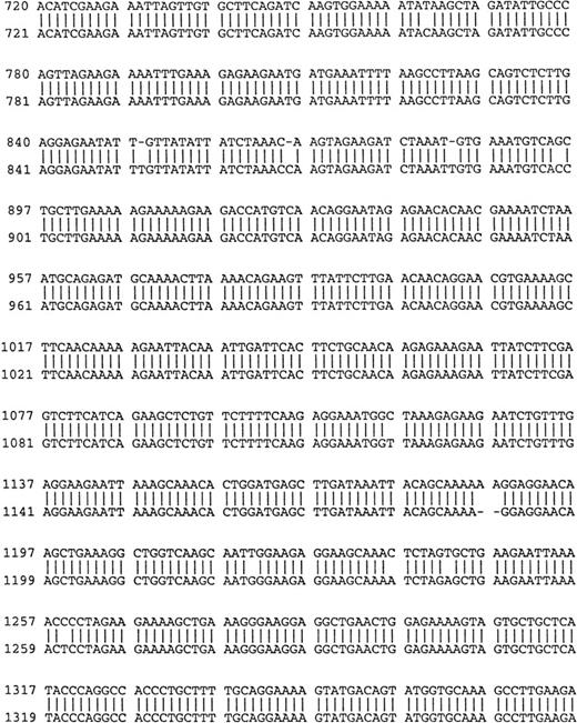 Fig. 3. Comparison of B-cell and plasma cell RHAMM. RHAMM cDNA fragments were amplified from MM B cells and BM plasma cells by RT-PCR with RHAMM-specific primers and subsequently cloned and sequenced. The nucleotide sequences of the RHAMM fragments were aligned to generate the sequence of B-cell RHAMMFL and BM plasma cell RHAMMFL. The 48-bp deletion and the 147-bp deletion that characterize RHAMM−48 and RHAMM−147,respectively, are marked in bold lowercase. The 2 ATG start codons (base 18-20 and base 363-365) and TAA stop codon (base 2197-2199), previously described for breast RHAMM, plus the 2 HA-binding domains are underlined.