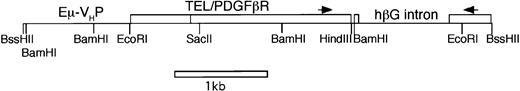 Fig. 1. EμVHP-TEL/PDGFβR transgenic construct. The immunoglobulin heavy-chain enhancer/promoter cassette contains the 682-bp EcoRI-Xba I fragment of the immunoglobulin-mu enhancer (Eμ), ligated to the 330-bp HindII-Eco I promoter fragment of the VH gene (VHP). The 3′ end of the construct consists of the 1.6-kbBamHI-Pst I fragment of the genomic human β-globin gene containing a small (19-bp) piece of exon 2, the entire 849-bp intron 2, including splice donor and acceptor sites, all of exon 3, and a fragment of nearly 500 bp of 3′UTR, including the polyadenylation signal. Into the multicloning site of pBSVE6βK, between these 2 cassettes, the 2.2-kb cDNA for TEL/PDGFβR fusion gene was inserted. The stop codon in TEL/PDGFβR prevents the β-globin exons from being translated, but the existence of these exons in the transgene mRNA was exploited to assay for expression. Primers used in RT-PCR are indicated by small arrows. Restriction sites: B2 =BssHII, B1 = BamHI, R1 = EcoRI, S2 =SacII, H = HindIII.