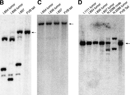 Fig. 3. Flow cytometric analysis and immunoglobulin gene rearrangement studies of tumor cells from transgenic animals. (A) Flow cytometric analysis of involved tissues from from affected mice. I-line mice and N-line mice with lymphoma phenotype (I-836) show a large population of early B cells (B220+, CD3−, CD43+, BP-1+, CD117+, IgM−) in lymph node tumors (shown), as well as in bone marrow, spleen, and peripheral blood (data not shown). N-line animals with leukemic phenotype (N-2051) do not have adenopathy, but show a similar immunophenotype in the spleen (shown), marrow and blood (not shown). Normal cells can also be seen in these samples. Cells from an N-line animal with mediastinal tumor phenotype (N-2288) show tumor cells that are CD3+, B220−, CD2+, aβTCR+, and both CD4+/CD8+, as well as CD4+/CD8− and CD4−/CD8+. (B-D) Immunoglobulin and T-cell receptor gene rearrangements in tumors from transgenic animals. (B)EcoRI digests, μVJ probe; faint low–molecular-weight bands in transgenic samples are due to nonspecific probe binding. (C)EcoRI + BamHI digests, kC probe; (D) HindIII digests, βTCR probe. Southern blot analyses of genomic DNA from tumor samples show clonal rearrangements of the immunoglobulin heavy-chain locus in I-line mice. The N-line founder shows a clonal rearrangement of the βTCR locus. Conversely, tumors from I-line mice do not show rearrangements of the kappa light-chain locus or βTCR locus. Genomic tail DNA from an unaffected littermate is used as a control and the germline bands are indicated by an arrow.