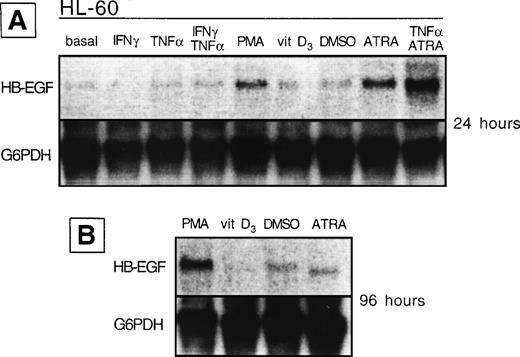 Fig. 3. HB-EGF mRNA expression by HL-60 cell line in basal conditions and after different stimuli. (A) After 24 hours, PMA, ATRA, and ATRA + TNF- were the strongest inducers of HB-EGF mRNA. (B) After 96 hours, PMA-induced band was more evident than at 24 hours.