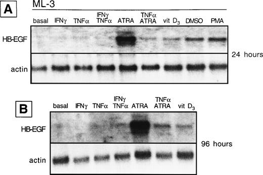 Fig. 4. HB-EGF mRNA expression by ML-3 cell line in basal conditions and after different stimuli. (A) After 24 hours, HB-EGF mRNA was strongly induced by ATRA, 1,25-(OH)2D3(vitamin D3), DMSO, and PMA. (B) After 96 hours, ATRA- and 1,25-(OH)2D3-induced bands were still present.