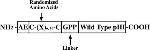 Fig. 1. PIII protein construct for phage libraries. The glycine and two proline residues at the carboxyl end of the random regions function as a flexible linker and may serve to discourage association of the random peptide with the native pIII protein. Structural constraints in the CL10 and CL6 libraries were imposed by disulfide bonds between the cysteine residues flanking the variable region. CL10 and CL6 also include at the amino terminus of the mutated pIII protein wild-type residues (glutamic acid and alanine) and may help to preserve the signal peptidase cleavage site allowing cleavage of the peptide backbone at the correct site on the pIII pre-protein.