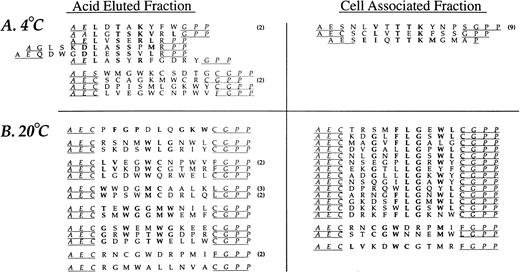 Fig. 3. Neutrophil-binding phage peptide sequences isolated from the cyclic (CL10) phage display library. Selection and sequencing of phage was performed as described in the text. The peptides displayed by the phage recovered from the experiments performed at 4°C are aligned to the consensus motif DLXTSK(M/L)X(V/I/L) that was previously identified with the linear nonapeptide library. Identical residues and conservative substitutions are shown in bold. Underlined residues represent the putative linker sequences which, in several clones, diverge from the linker sequences designed by the library construction (see Fig 1) due to the absence of the cysteine residues. The phage clones recovered from the cell-associated fraction at 20°C are aligned to form the consensus motif CXXGXFLGXWLC. One phage in the eluate fraction at 20°C (first from the top) shows a high degree of homology with the FGPNLTGRW displaying phage recovered with the J404 library under the same experimental conditions, representing a structurally related sequence. Other possible consensus motifs are tentatively grouped and shown in bold.