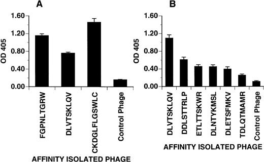 Fig. 4. Phage attachment assay. Purified phage clones were incubated in microtiter plates coated with PMN freshly isolated from peripheral venous blood. Bound phage were detected with polyclonal anti-phage antibody and quantified by light absorbance as described in Materials and Methods. (A) Distinct PMN binding phage clones selected from different experiments. The DLVTSKLQV phage consistently showed a weaker detection signal as compared with the other binding phage. (B) The binding affinity of phage clones displaying different grades of homology to the consensus motif DLXTSK(M/L)X(V/I/L). Compared with the DLVTSKLQV-displaying phage, clones with fewer residues matching to the consensus motif show a decreased binding affinity. Control phage displayed irrelevant sequences (AQPQVRPIG or GPRPGPPKL). Optical density at 405 represents phage incubated wells after subtraction of the wells without phage incubation. Phage clones incubated on BSA coated wells (not shown) yielded OD value between 0.1 and 0.2. Values representative of one of two experiments showing the mean ± SD of quadruplicate determinations.