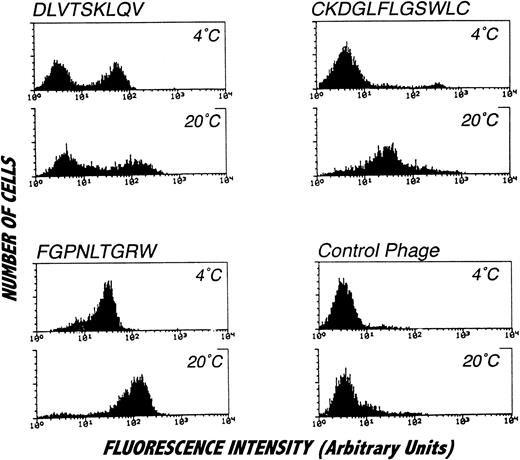 Fig. 6. Staining of isolated PMN with affinity purified phage clones and analysis by flow cytometry. PMN were incubated with affinity purified phage clones or irrelevant control phage followed by biotinylated anti-phage antibody and labeled with FITC conjugated to streptavidin. The distinct staining pattern of the analyzed phage suggests binding to different target molecules. All phage clones, but not the control phage, showed brighter signals by incubation at 20°C. The DLVTSKLQV displaying phage (or other homologous phage, data not shown) consistently labeled approximately 50% of the cells. Incubation of cells with the CKDGLFLGSWLC-displaying phage at 4°C resulted in staining of a small cell subpopulation that could be identified as monocytes on the orthogonal light scatter (data not shown) but not in labeling of the main cell population consisting of PMN. Histograms represent specifically stained cell numbers on the vertical axis (labeled counts) plotted against fluorescence on a log scale from 5,000 cells per condition. These results were obtained in four separate analyses.