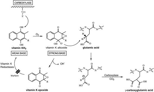 Fig. 1. Biosynthetic pathway for vitamin K-dependent production of γ-carboxyglutamic acid. It has been hypothesized that a free cysteine residue in the carboxylase converts vitamin KH2into a “strong base” of sufficient basicity to abstract a hydrogen from the γ-carbon of glutamic acid.17Subsequently, CO2 is added to the γ-carbon of glutamic acid to form γ-carboxyglutamic acid. The activated vitamin K species collapses into vitamin K epoxide and is recycled back to vitamin KH2, following the action of two vitamin K reductases, one of which is sensitive to warfarin.25