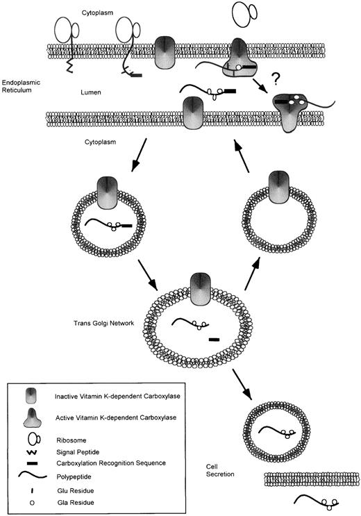 Fig. 3. Pathway for synthesis of vitamin K-dependent proteins. Vitamin K-dependent proteins are synthesized in the endoplasmic reticulum as precursor proteins containing a signal peptide and a γ-carboxylation recognition site usually found within a propeptide of the proprotein. After cleavage of the signal peptide, the proprotein binds to the endoplasmic reticulum membrane-associated vitamin K-dependent carboxylase via its γ-carboxylation recognition site. Recent data suggest that binding of a glutamic acid-containing substrate to the carboxylase converts it from an inactive to an active state.14 The carboxylase catalyzes the conversion of glutamic acid residues to γ-carboxyglutamic acid residues. As is indicated by an arrow with a question mark connecting two active carboxylase molecules, it is unclear whether carboxylation of proproteins occurs by a processive mechanism. The carboxylated proprotein is trafficked through the cell to the trans Golgi network, where the propeptide is cleaved by an unknown proconvertase. The inactive form of the carboxylase may be carried to the Golgi and then recycled back to the ER. The fully modified, mature protein is then secreted from the cell.
