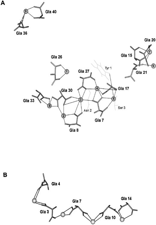 Fig. 4. The calcium-carboxylate networks of the factor IX Gla-domain and conantokin G. One role of γ-carboxyglutamic acid is to stabilize a protein structure by formation of an extended calcium-carboxylate network. This property of γ-carboxyglutamic acid is used to stabilize the factor IX Gla-domain and conantokin G. (A) The calcium ligands for the Gla-domain of factor IX determined by NMR and molecular dynamics simulation6465 are shown. In addition to the γ-carboxyglutamic acid residues, Tyr 1 and Ser 3 provide ligands to calcium 5 and Asn 2 provides a ligand to calcium 3. Tyr 1, Ser 3, and Asn 2 are shown in light grey. Calcium ions 3 through 5 are buried within the protein and not exposed to water. (B) The calcium ligands for conantokin G determined by NMR and molecular dynamics simulation78 are shown. Each calcium ion is coordinated by three or four carboxylate oxygens contributed by two γ-carboxyglutamic acid residues. The γ-carboxyglutamic acid residues and the bound calcium ions are solvent exposed.