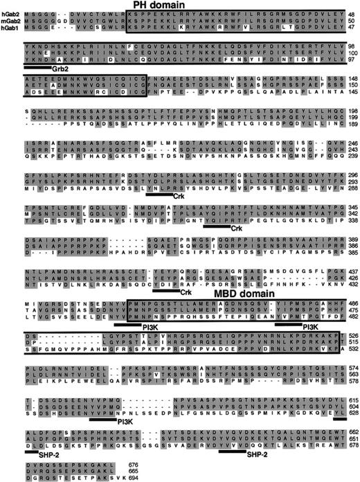 Fig. 1. Comparison of the amino acid sequences of Gab1 and Gab2. The sequences of human and mouse Gab2 cDNA were deposited in the DNA Data Bank of Japan (DDBJ). Their accession numbers are AB018413 andAB018414, respectively. The PH domain, MBD, and tyrosine-based motifs for Grb2, Crk, p85 PI-3 kinase, and SHP-2 are underlined.