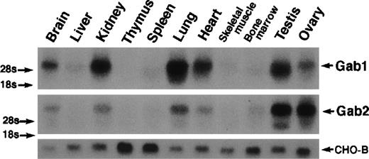 Fig. 2. Ubiquitous expression of Gab1 and Gab2. Total RNA was isolated from mouse tissues. RNA (20 μg) was analyzed by Northern blotting with mouse Gab1 (upper panel) and Gab2 cDNAs (lower panel) as probes. Note that RNA for both Gab1 and Gab2 was detected in all of the tissues after a long exposure. CHO-B cDNA was used as a loading control.