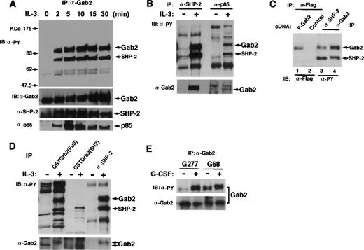 Fig. 3. Gab2 associates with SHP-2 and PI-3 kinase. (A) BAF-B03 cells were stimulated with IL-3 for the indicated periods of time. Proteins were immunoprecipitated with an anti-Gab2 antibody, separated on an SDS-polyacrylamide gel, and subjected to immunoblotting with anti-phosphotyrosine, anti-Gab2, anti-SHP-2, and anti-p85 PI-3 kinase antibodies. The locations of Gab2, SHP-2, and p85 are indicated by arrows. (B) BAF-B03 cells were stimulated with IL-3 (+) or left unstimulated (−). Cell lysates were immunoprecipitated with anti–SHP-2 or anti-p85 PI-3 kinase antibodies and subjected to immunoblotting with anti-phosphotyrosine (upper panel) and anti-Gab2 (lower panel) antibodies. (C) 293T cells were transfected with an expression vector for Flag-tagged Gab2 (lane 1) or a control vector (lane 2), and cell lysates were immunoprecipitated with anti-Flag antibodies. Cell lysates from IL-3–stimulated BAF-B03 cells were immunoprecipitated with anti-SHP-2 (lane 3) or anti-Gab2 (lane 4) antibodies. The immunoprecipitates were separated on the same SDS-polyacrylamide gel. The anti-Flag, anti-SHP-2, and anti-Gab2 immunoprecipitates were analyzed by immunoblotting with anti-Flag and anti-phosphotyrosine antibodies, respectively. (D) Cell lysates from BAF-B03 cells that were stimulated or unstimulated with IL-3 were mixed with GST fusion proteins containing the entire coding fragment (Full) or the SH2 domain of Grb2. GST fusion protein-bound fractions were isolated by glutathione sepharose and subjected to immunoblotting with anti-phosphotyrosine (upper panel) and anti-Gab2 (lower panel) antibodies. Anti-SHP-2 immunoprecipitates were also analyzed in the same membrane. Note that the slower migrating form of Gab2 is the tyrosine-phosphorylated form. (E) BAF-B03 cells expressing the chimeric receptor G277 (containing the entire cytoplasmic domain) or G68 (containing 68 amino acids from the membrane region) were stimulated with G-CSF (+) or left unstimulated (−), and immunoprecipitated Gab2 proteins were subjected to immunoblotting with anti-phosphotyrosine (upper panel) and anti-Gab2 (lower panel) antibodies.