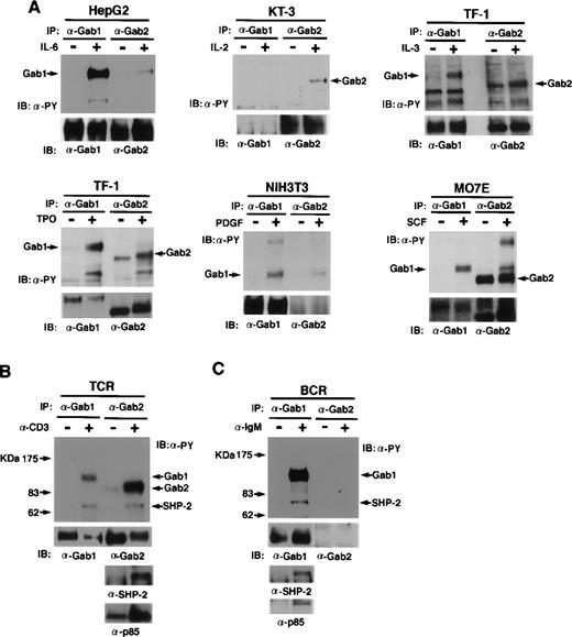Fig. 4. Gab1 and Gab2 are phosphorylated on tyrosine in response to various stimuli. (A) Cytokines and growth factor stimuli. Various cell lines were stimulated by the indicated cytokines or growth factors. Anti-Gab1 and anti-Gab2 immunoprecipitates were analyzed by immunoblotting with anti-phosphotyrosine, anti-Gab1, and anti-Gab2 antibodies. Note that Gab2 was tyrosine-phosphorylated in unstimulated MO7E cells, but the band of Gab2 was shifted upon SCF stimulation, indicating that Gab2 was hyper-phosphorylated in the stimulated cells. HepG2, KT-3, TF-1, NIH3T3, and MO7E were human hepatoblastoma, human (Lennert’s) T lymphoma, human erythroleukemia, mouse fibroblast, and human megakaryocytic leukemia cell lines, respectively. HepG2, TF-1, and MO7E cells express both Gab1 and Gab2. But KT-3 and NIH3T3 cells do not express Gab1 or Gab2, respectively (confirmed by RT-PCR, data not shown). Proteins of 115 to 120 kD detected in the Gab2 immunoprecipitates from HepG2, NIH3T3, and MO7E cells are likely Gab1 proteins cross-reacted with anti-Gab2 antibodies. (B) TCR and (C) BCR stimuli. Jurkat cells were stimulated with anti-CD3 antibody or left unstimulated. Ramos cells were stimulated with anti-IgM antibody or left unstimulated. Cell lysates were immunoprecipitated with anti-Gab1 or anti-Gab2 antibodies and subjected to immunoblotting with anti-phosphotyrosine, anti-Gab1, anti-Gab2, anti-SHP2, and anti-p85 antibodies. Expression of Gab2 in Ramos cells was not detected by immunoblotting and RT-PCR (data not shown).