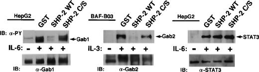 Fig. 5. Gab1 and Gab2 are substrates for SHP-2 in vitro. Tyrosine-phosphorylated Gab1 and STAT3 were isolated by immunoprecipitation from IL-6–stimulated HepG2 cells. Tyrosine-phosphorylated Gab2 was isolated from IL-3–stimulated BAF-B03 cells. These proteins were incubated with a GST fusion protein containing the catalytic domain of SHP-2 (GST-SHP-2 WT) or the catalytic inactive mutant (GST-SHP-2 C/S). Dephosphorylation of these proteins was determined by immunoblotting with anti-phosphotyrosine antibody (upper panel). The amounts of these proteins were analyzed by immunoblotting with anti-Gab1, anti-Gab2, and anti-STAT3 antibodies (lower panel), respectively.