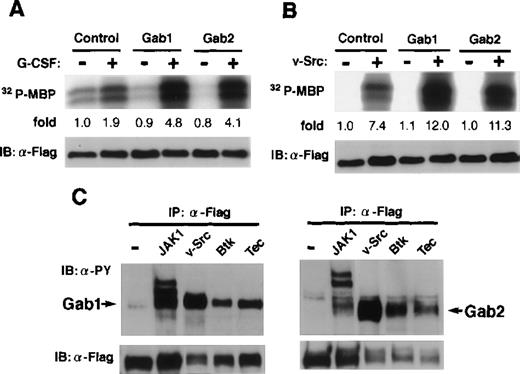 Fig. 6. Gab2 is involved in the activation of ERK MAP kinase. (A) 293T cells expressing the chimeric receptor G277 were transfected with expression vectors for Flag-tagged ERK2, together with either Gab1, Gab2, or a control vector. Cells were stimulated with G-CSF for 30 minutes (+) or left stimulated (−) and the ERK2 activities were determined by an immunoprecipitation kinase assay using myelin basic protein (MBP) as a substrate. The amount of MBP-incorporated32P was quantified by an image analyzer and indicated as the ratios against that from control unstimulated cells. (B) 293T cells were transfected with vectors for Flag-tagged ERK2, together with either Gab1, Gab2, or a control vector. They were also transfected with the expression vectors for v-Src (+) or a control vector (−), as indicated. The ERK2 activities were determined as described above. (C) 293T cells were transfected with vectors for Flag-tagged-Gab1 or Gab2, together with either JAK1, v-Src, Btk, Tec, or a control vector. Gab1 and Gab2 were immunoprecipitated with anti-Flag antibodies and analyzed using anti-phosphotyrosine (upper panel) and anti-Flag antibodies (lower panel).