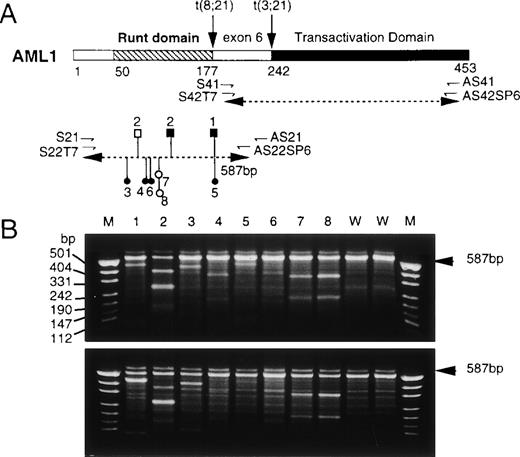 Fig. 1. Screening of AML1 mutations by a nonisotopic RNase cleavage assay (NIRCA). (A) Structure of the AML1 protein and strategy of RT-PCR. The primers for PCR are shown by small directed arrows below the diagrammatic structure of AML1. The dotted lines with double arrowheads indicate the segments amplified by RT-PCR. Mutations found in 8 patients are mapped onto the segment containing the Runt domain: (○) silent; (•) missense; (□) frameshift; (▪) nonsense. (B) Gel electrophoretic patterns of RNAs generated by NIRCA. The sense strand from each test sample was hybridized with the antisense strand from the wild-type in the upper panel and vice versa in the lower panel. Lanes 1 through 8, patients numbered respectively; lanes 9 and 10, wild-type controls. M denotes Hpa II-digested pUC19 DNA as size markers. The arrowheads on the right indicate the position of original RNA duplexes. For patients no. 4 through 6, cleavage products were recognizable only in the upper panel.