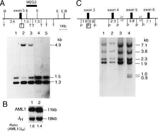 Fig. 2. RFLP analysis of genomic DNA. (A) Genomic DNAs digested with Taq I were hybridized with probe M2G3. The restriction map generated from the sequence, dbj0˙00057, is shown on the top: B,BamHI; E, EcoRI; T, Taq I. The Taq I site eliminated by mutations at codon 177 is boxed. Lanes 1, 4, and 5, wild-type; lane 2, patient no. 1 (R177ter); lane 3, patient no. 5 (R177Q). (B) The gene dosage analysis by Southern blotting of theAML1 gene with the Ig heavy chain J region (JH) gene as control. Genomic DNA was digested withBamHI and hybridized with probes M2G3 and JH. Lane 1, patient no. 1; lane 2, HL60. (C) Genomic DNAs digested withPst I were hybridized with cDNA probe AP2 that covers exons 3 through 6. The restriction map, based on the same sequence as in (A), is shown on the top. P stands for Pst I sites, among which the one created by mutation C72ins is boxed. Lanes 1 through 3, wild-type; lane 4, patient no. 2. Note that two fragments were newly produced in lane 4 with a reciprocal partial attenuation of the 1.9-kb fragment from which they were derived.