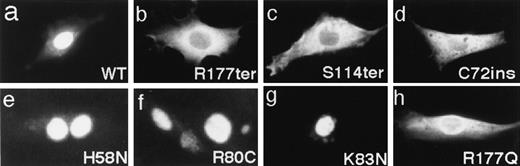 Fig. 4. Subcellular localization of the indicated AML1 proteins was detected by immunofluorescence staining with anti-B1.