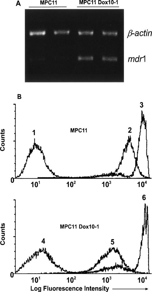 Fig. 1. MDR in MPC11Dox10-1 cells is conferred bymdr1/Pgp. (A) Detection of increased mdr1 mRNA in MPC11Dox10-1 cells by RT-PCR. Total RNA was isolated from MPC11 and MPC11Dox10-1 cells, reverse transcribed, and amplified with primers specific for the mdr1 and β-actin genes as described in Materials and Methods. The experiments were repeated twice with the same results. (B) Calcein accumulation is decreased in MPC11Dox10-1 cells. MPC11 (upper panel, profiles 1 through 3) and MPC11Dox10-1 (lower panel, profiles 4 through 6) cells were left untreated (1 and 4) or treated with 50 nmol/L calcein/AM in the absence (2 and 5) or presence (3 and 6) of 40 μmol/L verapamil. After washing, cellular fluorescence was measured on a FACScan (excitation 488 nm, emission 524 nm) on FL1. The experiments were performed twice with comparable results.